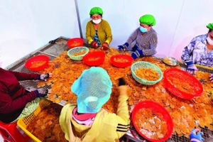 Sự chuyển mình của làng nghề thể hiện qua những dây chuyền khép kín, hiện đại tại Công ty Vĩnh Tài. Mỗi ngày, đơn vị này cung ứng ra thị trường hơn một tấn bánh thành phẩm.