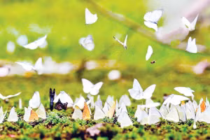 Vườn quốc gia Cúc Phương hiện là ngôi nhà chung của 378 loài bướm, chiếm tới 38% tổng số loài bướm tại Việt Nam.