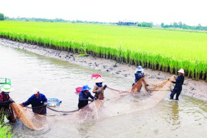 Mô hình lúa hữu cơ, kết hợp nuôi tôm càng xanh xã Long Hòa, tỉnh Vĩnh Long.