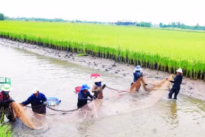 Mô hình lúa hữu cơ, kết hợp nuôi tôm càng xanh xã Long Hòa, tỉnh Vĩnh Long.
