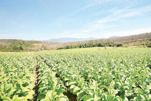 Mô hình liên kết trồng nguyên liệu cây thuốc lá ở các xã vùng cao tỉnh Quảng Ngãi được kỳ vọng nâng cao thu nhập cho người dân.