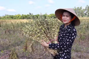 Nông dân xã Phong Mỹ, tỉnh Đồng Tháp thu hoạch vừng. (Ảnh: Hữu Nghĩa)
