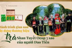 Hành trình gian nan gây dựng thương hiệu trà Shan Tuyết Ocop 5 sao của người Dao Tiền