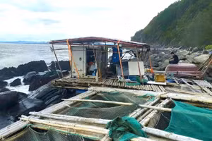 Lồng bè nuôi cá bớp, tôm hùm và hàu ở vịnh Hòn La, xã Phú Trạch, tỉnh Quảng Trị bị sóng lớn đánh tan hoang.