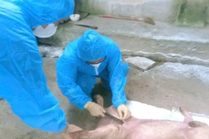 Cán bộ thú y lấy mẫu lợn bị ốm để xét nghiệm tìm nguyên nhân gây bệnh.