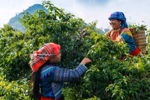 Lan tỏa câu chuyện về vùng đất và con người qua sản vật địa phương. 
