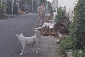 Nhiều địa phương quản lý lỏng lẻo để chủ nhà thả rong chó ra ngoài đường.