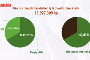 [Video] Giữ “lá phổi xanh” - giữ lấy tương lai