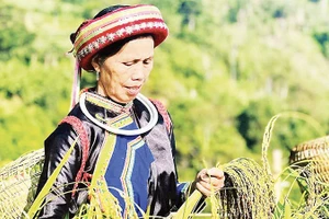 Đồng bào Dao thôn Phiêng Phàng, xã Cao Minh thu hoạch lúa Nếp Tài. (Ảnh MA NINH)