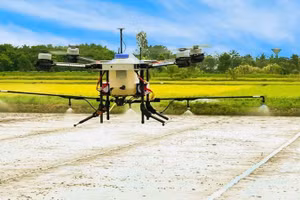 Nông dân Cần Thơ sử dụng máy bay không người lái (drone) phun xịt phân, thuốc trên cánh đồng lúa chất lượng cao.
