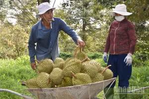 Đồng Tháp tiến hành truy xuất nguồn gốc sầu riêng ngay tại vườn.