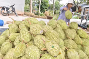 Sầu riêng là một trong những thế mạnh của trái cây tỉnh Đồng Tháp.