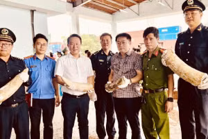 Lực lượng hải quan và các cơ quan chức năng phối hợp kiểm tra, phát hiện số lượng lớn ngà voi vận chuyển trái phép trong lô hàng cập cảng Quy Nhơn. (Ảnh: Cục Hải quan) 