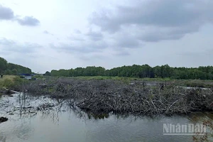 Một đoạn mặt bằng sạch đã được bàn giao phục vụ thi công tuyến cao tốc Cà Mau-Đất Mũi, đoạn qua xã Đất Mũi, tỉnh Cà Mau. 