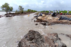 Hậu đất đất canh tác của người dân khu vực Trảng Tràm 1 bị sóng dữ gây sạt lở, làm thất thoát thủy sản trong vuông tôm.