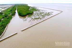 Công trình kè ứng phó với sạt lở ven biển tây tỉnh Cà Mau kết hợp với phục hồi rừng phòng hộ ven biển.