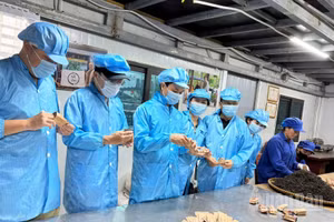 Chuyên gia và lao động tại nhà máy sản xuất trà ép bánh Shanam tại Tà Xùa, Sơn La. (Ảnh: THU HÀ)
