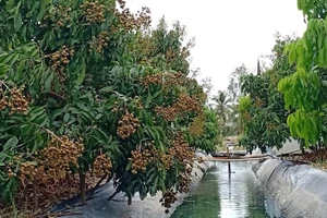 Nông dân Cần Thơ trữ nước ngọt trong vườn để tưới cho vườn cây ăn trái vào mùa khô.