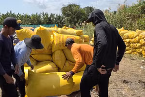 Nông dân Cần Thơ thu hoạch lúa đông xuân.