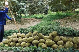 Nhà vườn Cần Thơ thu hoạch sầu riêng.