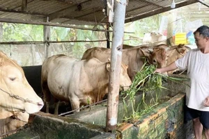 Nông dân Cần Thơ vay vốn chính sách nuôi bò, tạo việc làm, tăng thu nhập.