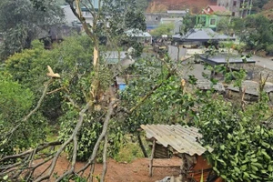 Cây gãy, đổ vào đường dây điện do mưa giông lốc, gây hư hỏng lưới điện tại xã Bản Lầu.