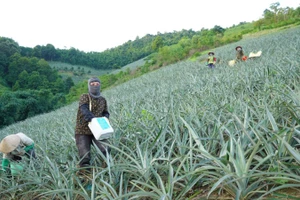 Những đồi dứa bạt ngàn ở Mường Khương.