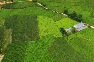 Những nương chè xanh mướt của Bản Lầu.