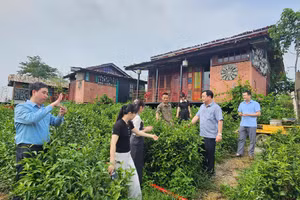 Lãnh đạo xã Minh Đài kiểm tra diện tích chè trên địa bàn xã.