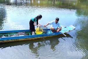 Đặt ngư cụ thu hoạch cua biển được nuôi xen canh trong vuông tôm ở vùng mặn Cà Mau.