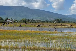 Đàn cò Nhạn hàng trăm con xuất hiện trên cánh đồng Mỹ Xuân, Mỹ Điền, xã Hòa Thịnh, tỉnh Đắk Lắk.