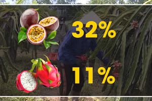 [Video] Tăng cường kiểm soát dư lượng thuốc bảo vệ thực vật đối với nông sản xuất khẩu sang EU