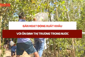 [Video] Tăng cường theo dõi cung - cầu, giá lúa gạo, bảo đảm ổn định thị trường