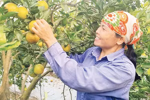 Nông dân xã Triệu Việt Vương, tỉnh Hưng Yên chuyển sang trồng cam cho thu nhập cao.