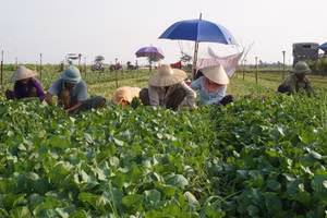 Hiện sản xuất của nông hộ thường nhỏ lẻ, phân tán và mang nặng tính kinh nghiệm. Ảnh: PHÚ TÂY