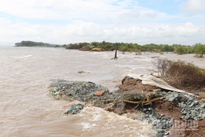 Đoạn bờ bao ngăn triều cường xã đảo Đông Hải, tỉnh Vĩnh Long đã bị nước biển cuốn trôi hoàn toàn.