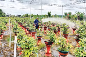 Sản xuất hoa kiểng là nghề truyền thống của nông dân tại tỉnh Vĩnh Long.