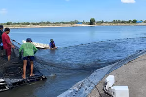 Ứng dụng cảm biến thủy âm kết hợp AI giúp giám sát, dự báo dịch bệnh cá tra, nâng cao hiệu quả sản xuất, dự án của Đại học Cần Thơ và Đại học Charles Darwin (Vòng 5).