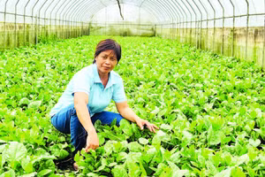 Chị Đặng Thị Cuối bên những luống rau hữu cơ chuẩn bị thu hoạch.