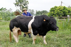 Dự án “Ứng dụng kết quả lai tạo giống bò BBB trên nên đàn bò thịt lai Sind thành đàn bò lai F1 hướng thịt trên địa bàn thành phố Hà Nội”.