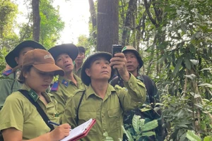 Cán bộ Ban Quản lý Khu dự trữ thiên nhiên Mường Nhé cùng lực lượng kiểm lâm, nhân dân trên địa bàn tuần tra rừng.