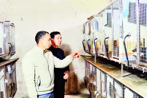 Mô hình nuôi cầy vòi và cầy hương của anh Bùi Anh Phương, thôn Quyết Tiến.