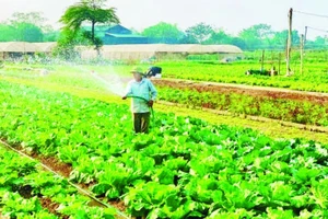 Hợp tác xã Rau quả sạch Chúc Sơn, phường Chương Mỹ, Hà Nội.