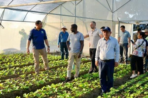 Đoàn công tác đánh giá dự án trồng rau sạch của một nông hộ ở Campuchia. (Ảnh: Fresh News) 