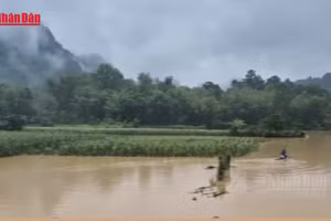 [Video] Mưa hơn 300mm gây ngập sâu tại Cao Bằng, ô tô khách bị lũ cuốn trôi