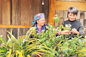 Chị Kháng Thị Váng (sinh năm 1976) đang cùng con trai Thào A Sạ chăm sóc hoa trong khu homestay A Vạng. (Ảnh: NAM ANH)