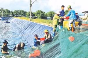 Thu hoạch tôm nuôi theo mô hình công nghệ cao ở thị xã Quảng Yên (Quảng Ninh).