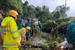 Hiện trường cây gạo cao hơn 10m ngã đổ chắn ngang đường đèo Bảo Lộc, xã Đạ Huoai 2, tỉnh Lâm Đồng.