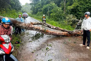 Hiện trường cây đổ khiến 2 người bị thương nặng tại xã Quảng Sơn, tỉnh Lâm Đồng.