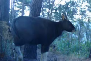 Hình ảnh bò tót, lưu trong bẫy ảnh, do Vườn quốc gia Núi Chúa-Phước Bình cung cấp cho báo chí.